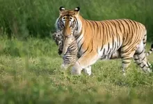 nature animals tigers cubs baby animals 1920x1080 wallpaper Art HD Wallpaper